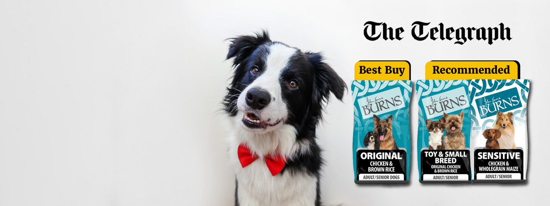 Burns awarded “Best dry dog food, 10 out of 10” – The Telegraph
