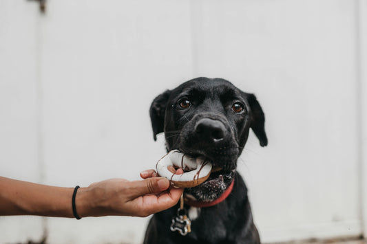 5 Signs You Need to Change Your Dog’s Pet Food
