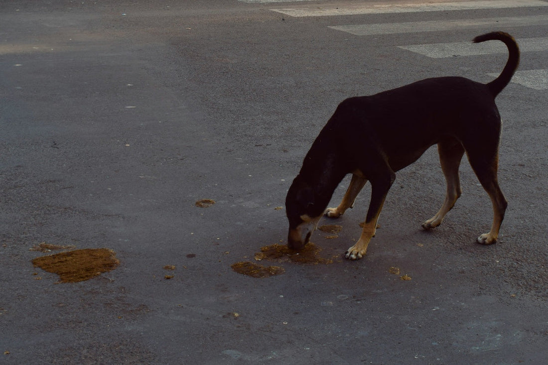 Poo Eating in Dogs: Why They Do It & What to Do