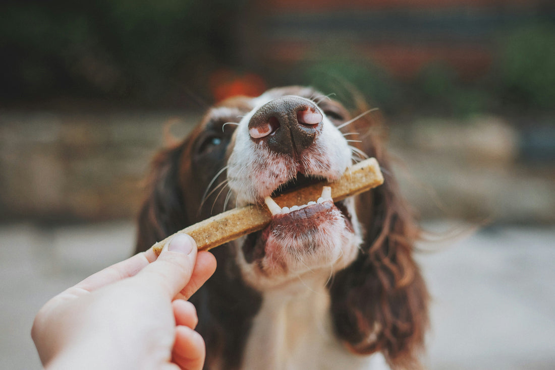 How Many Treats Should You Give a Dog a Day?