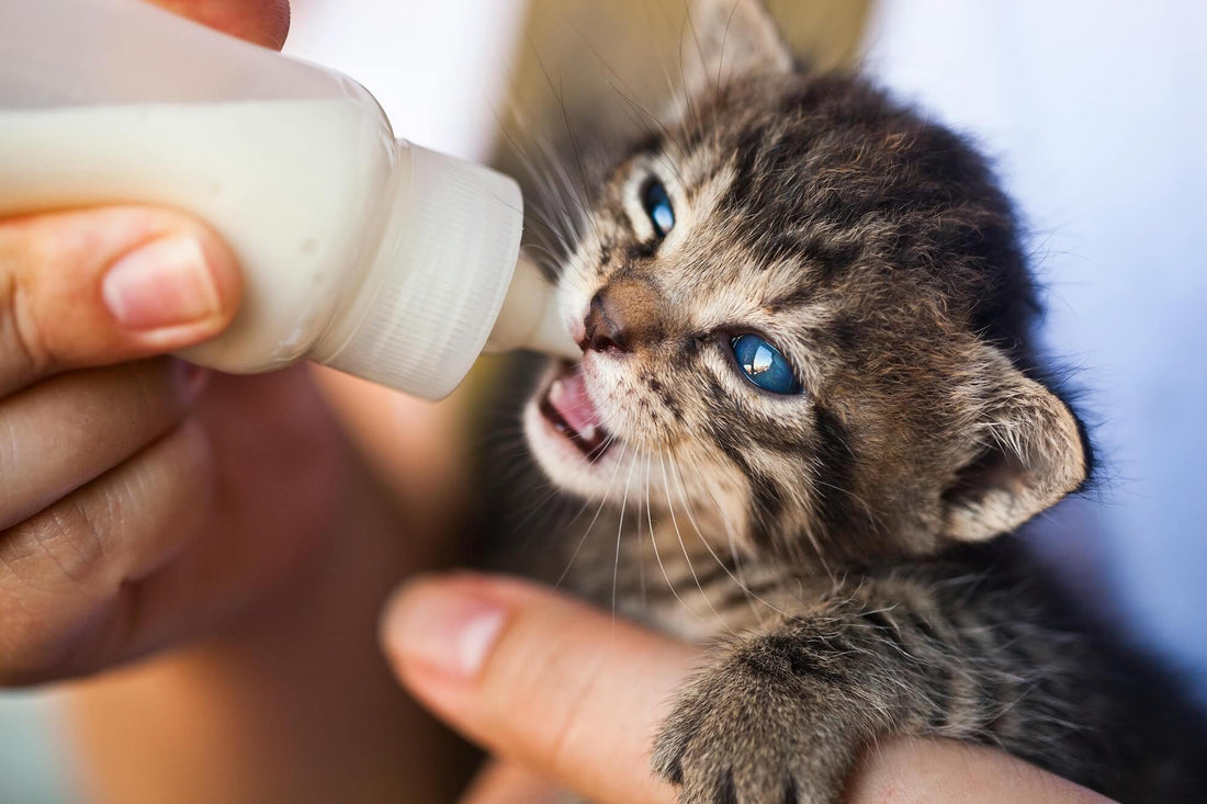 How Much Should I Feed My Kitten?