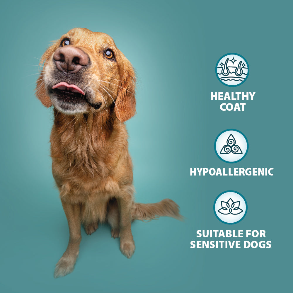 Chicken, Fish, Lamb & Turkey Wet Dog Food Variety Box Burns Pet Nutrition