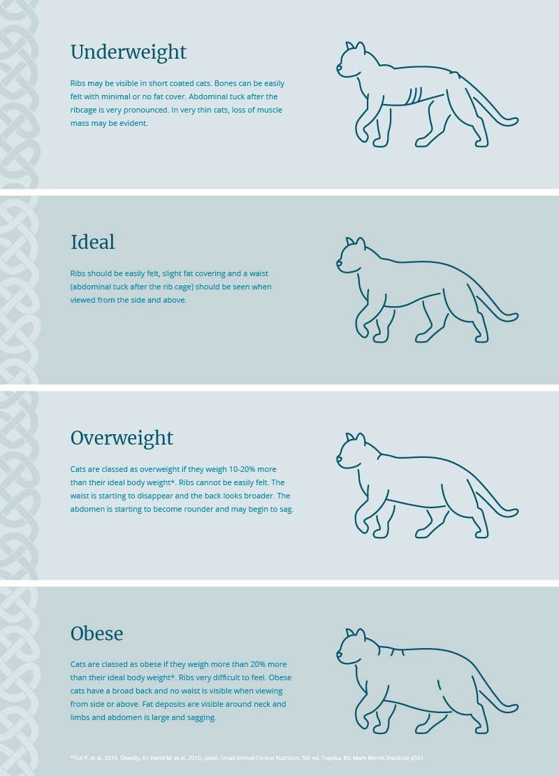 Canine Body Condition Chart