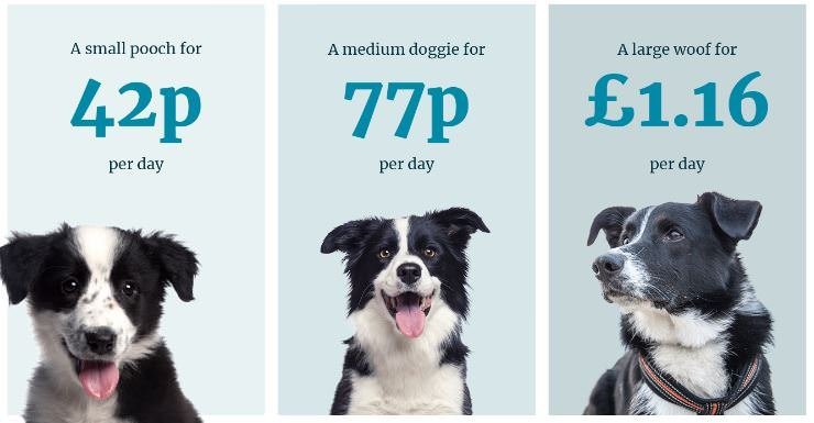 Cost to feed a hot sale dog