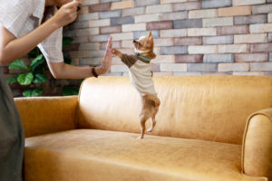 Person playing with small dog on sofa - Burns Pet Nutrition Article