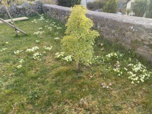 Primroses taking over John Burns garden