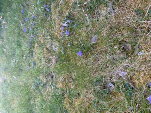 wild flowers on John Burns' lawn