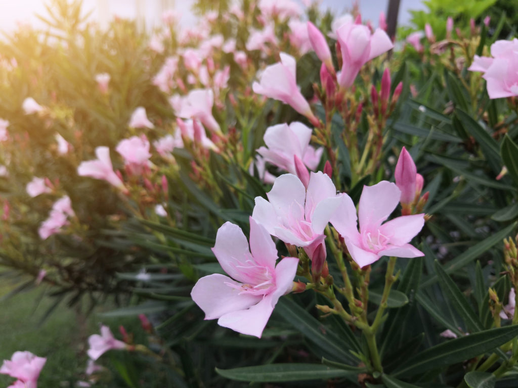 Orleander (dogbane)