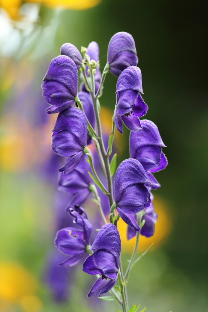 Aconitum napellus - monkshood - plants to avoid in your garden