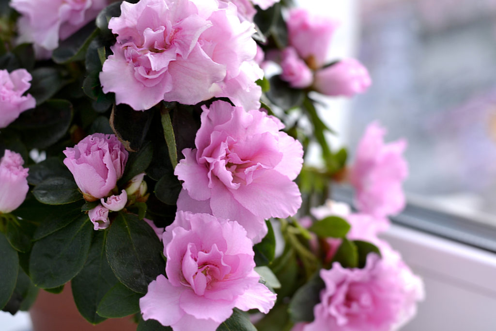 azalea flowers