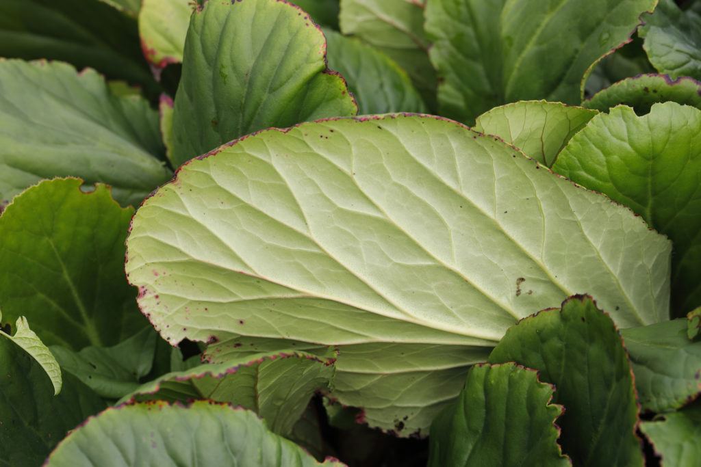 Bergenia