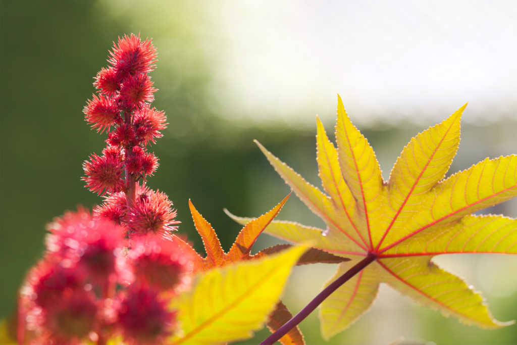 Photo: Castor Bean Plant