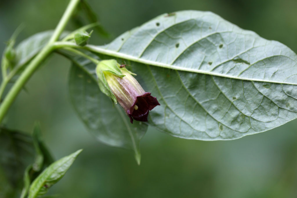 Belladonna or deadly nightshade (Atropa belladonna)