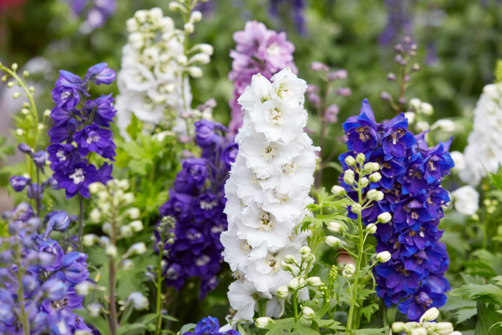 Larkspur flowers, Delphinium elatum