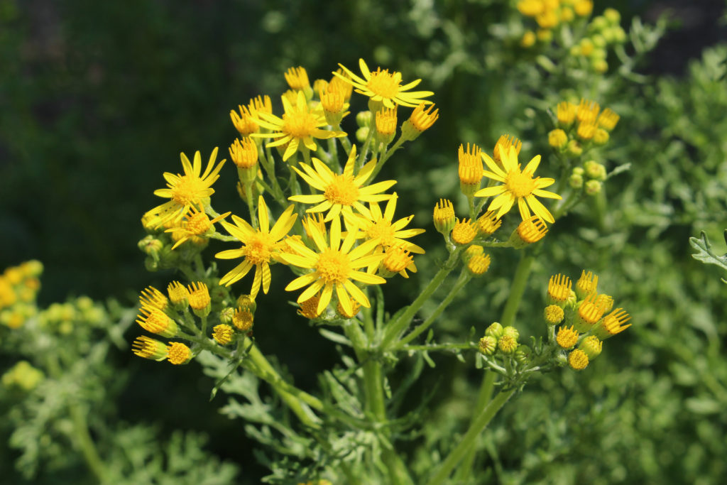 Ragwort - is your garden pet safe?