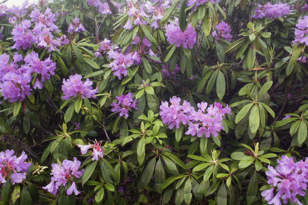 Rhodedendrum