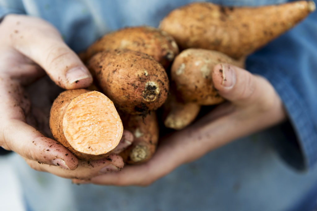 Sweet potato - Burns Pet Nutrition