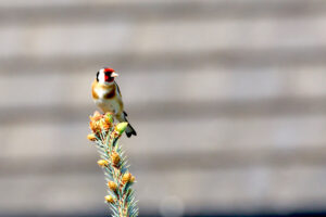 Goldfinch - John's lockdown blog