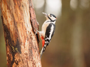 Woodpecker - John's lockdown blog