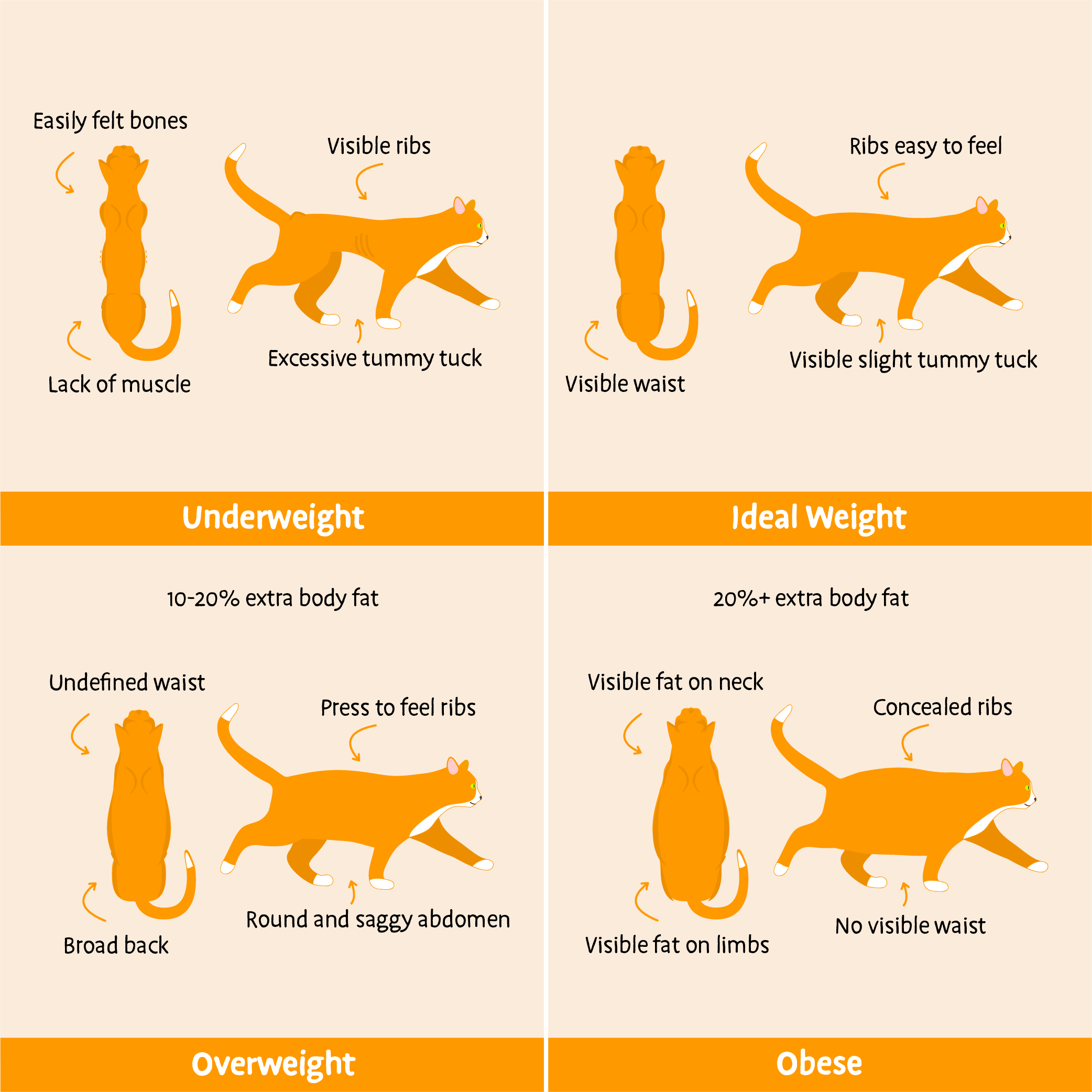 https://burnspet.co.uk/app/uploads/2023/07/Cat_Body_Conditioning_infographic.png