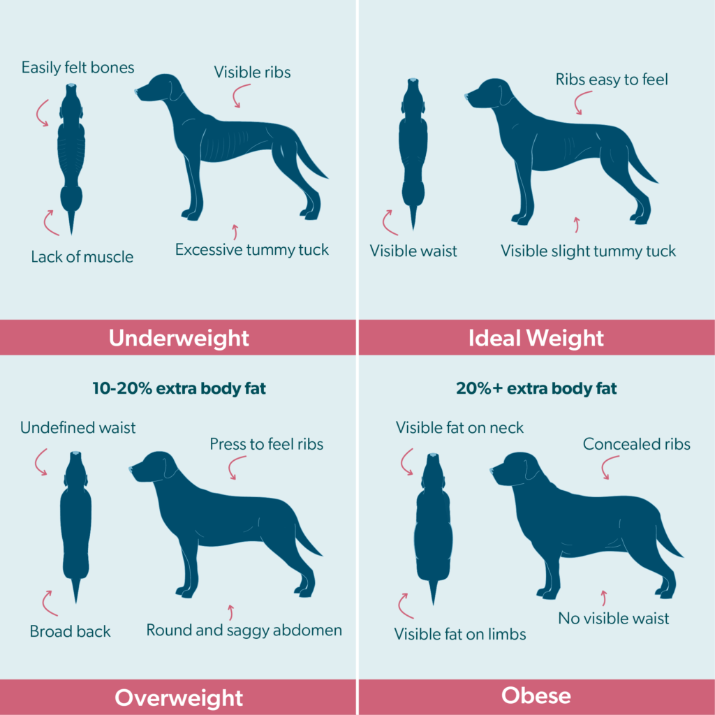 Dog & Cat Body Condition Chart | Burns Pet Food