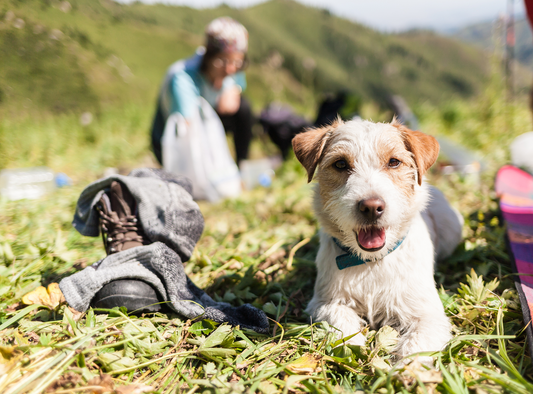  A dog lying on grass