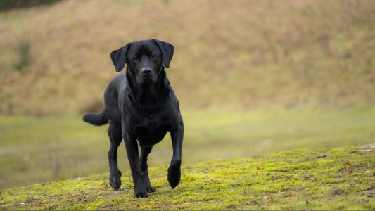 Black Labrador standing on grass