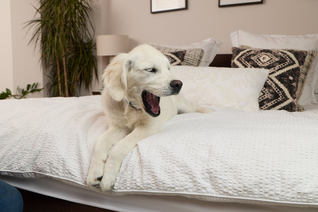 How to Stop a Dog Chewing: Top 7 Practical Tips