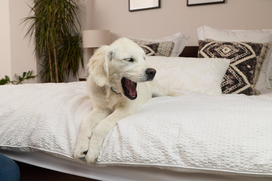 How to Stop a Dog Chewing: Top 7 Practical Tips