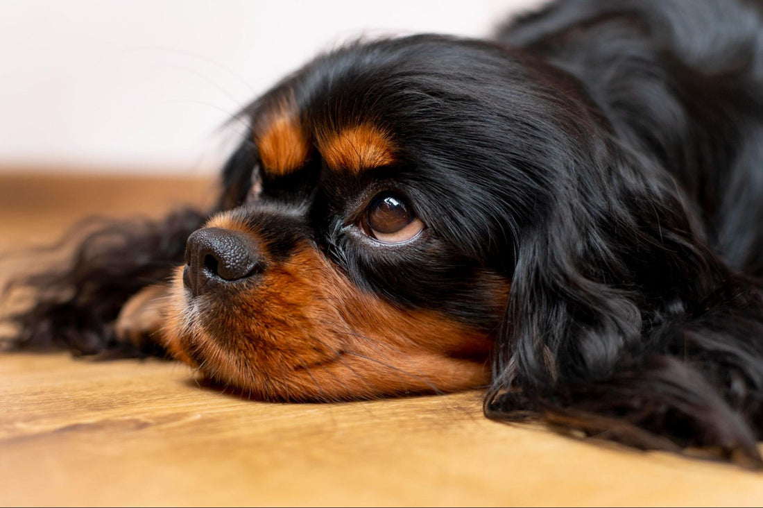 Why Does My Dog Keep Licking Their Paws? 7 Common Reasons
