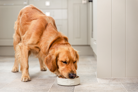 Golden retriever eating food