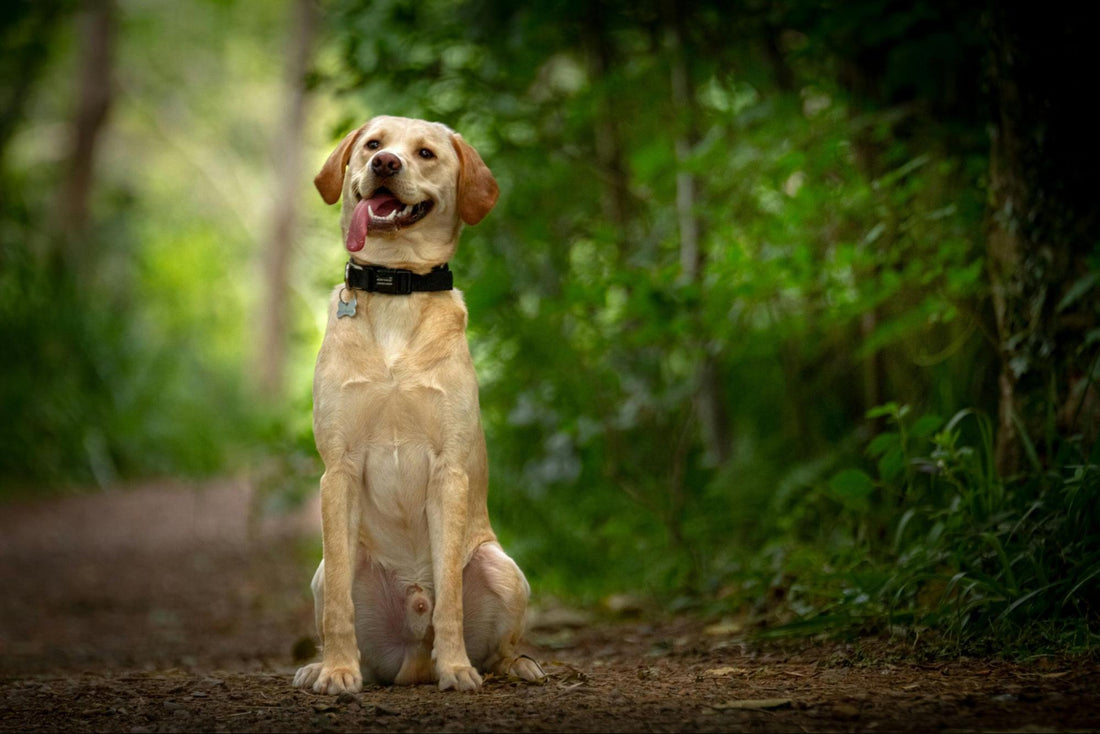 Labrador retriever sitting