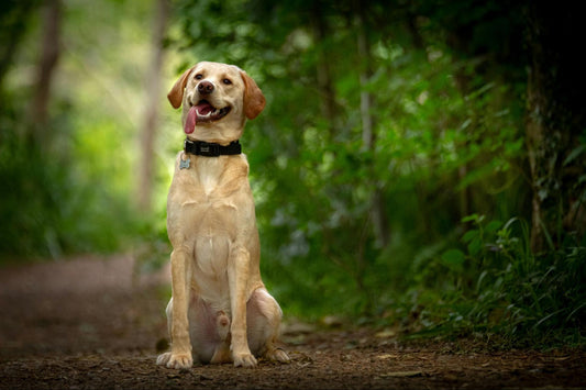 Labrador retriever sitting
