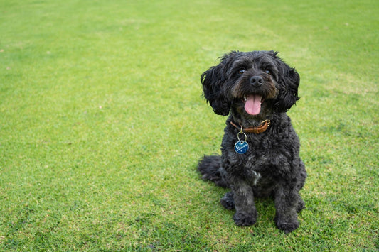 Black dog sitting on grass