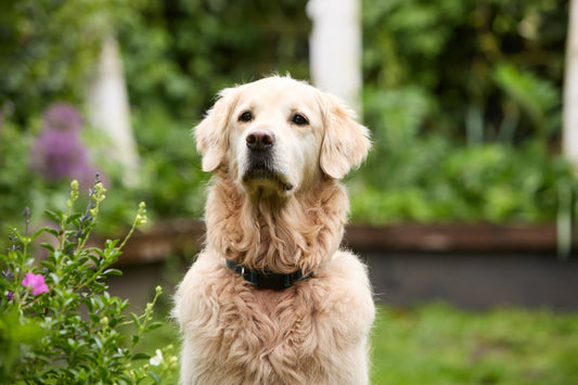 Can My Dog Eat Strawberries? Explained