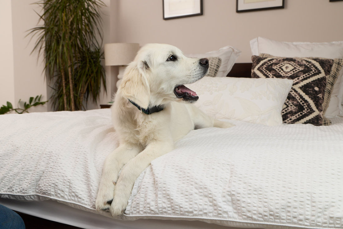 Why Does My Dog Lick Me So Much? 7 Common Reasons