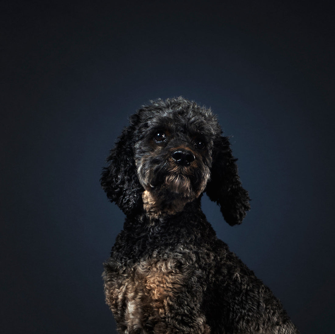 Why Do Dogs Tilt Their Heads?