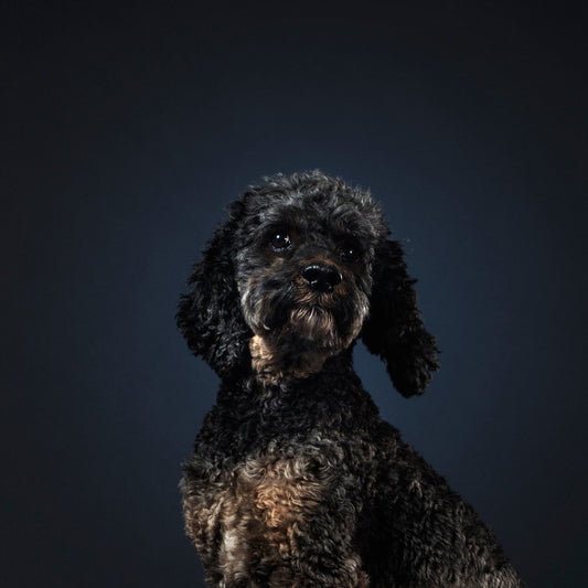 Why Do Dogs Tilt Their Heads?