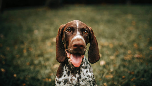 A dog sitting 