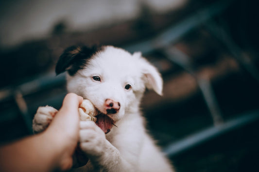 Puppy chewing a toy