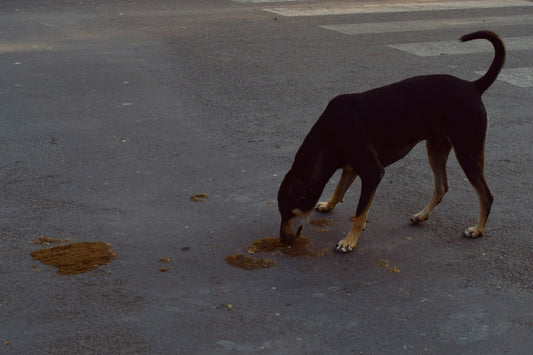 Dog eating poop