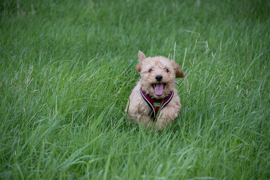 Puppy running in grass