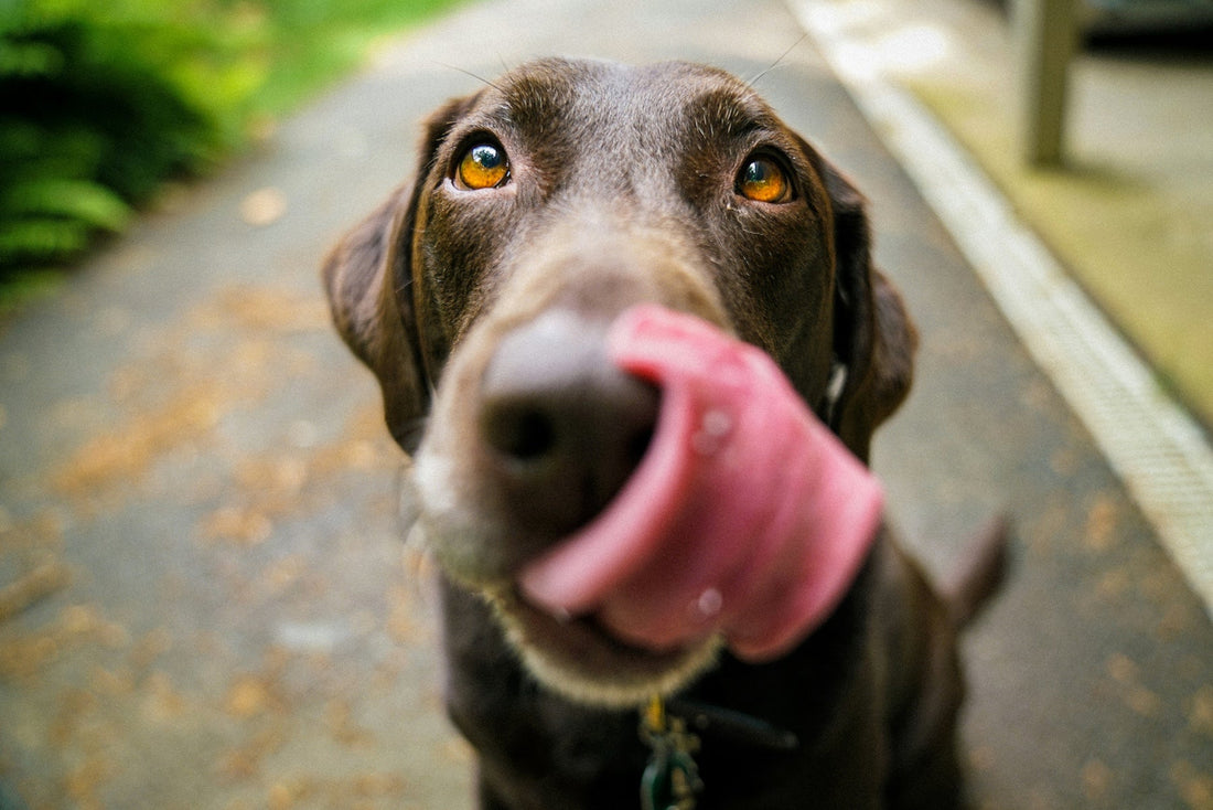 Dog licking its lips