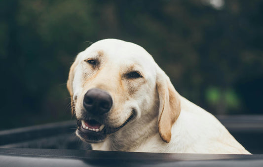 Labrador with a funny expression
