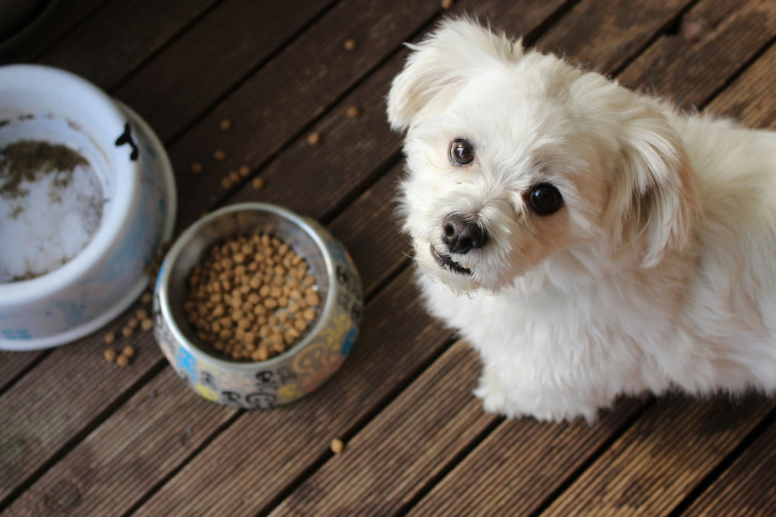 White dog with a bowl of food in front