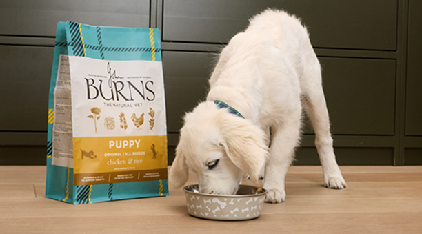 Why Does My Dog Stare at Me? 7 Common Reasons