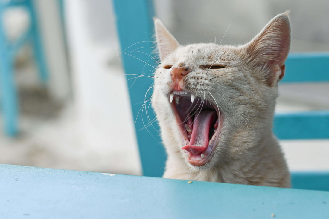 A cat yawning