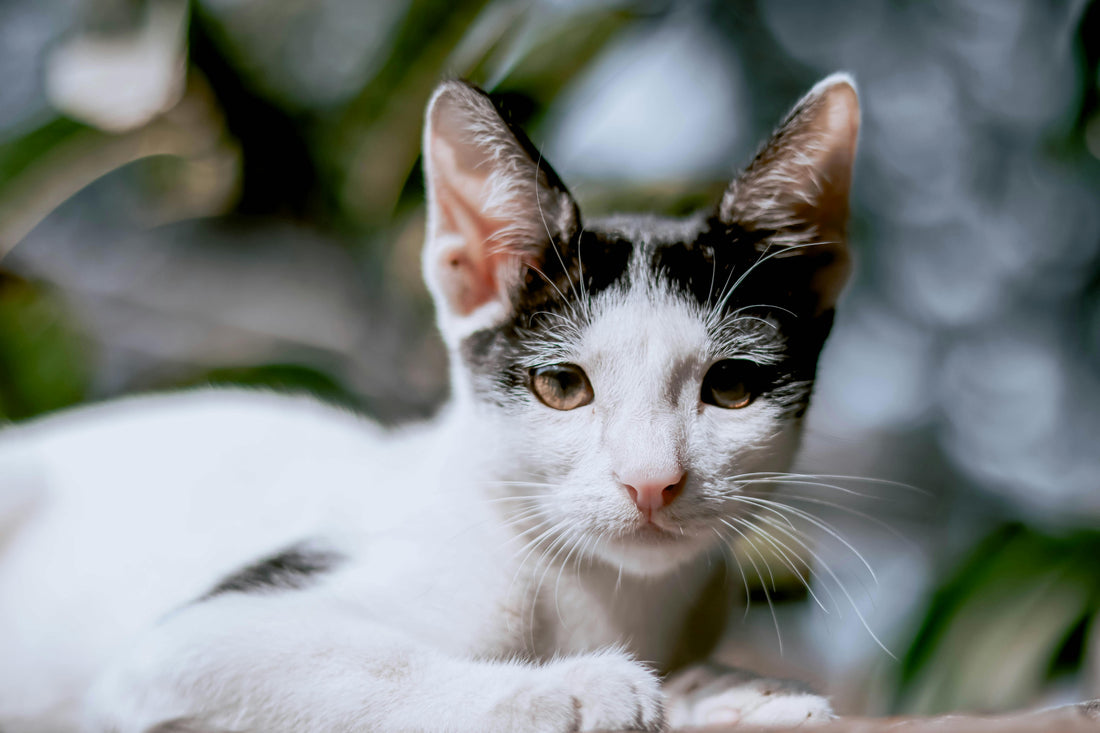A black and white cat