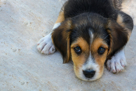 A puppy lying on the floor
