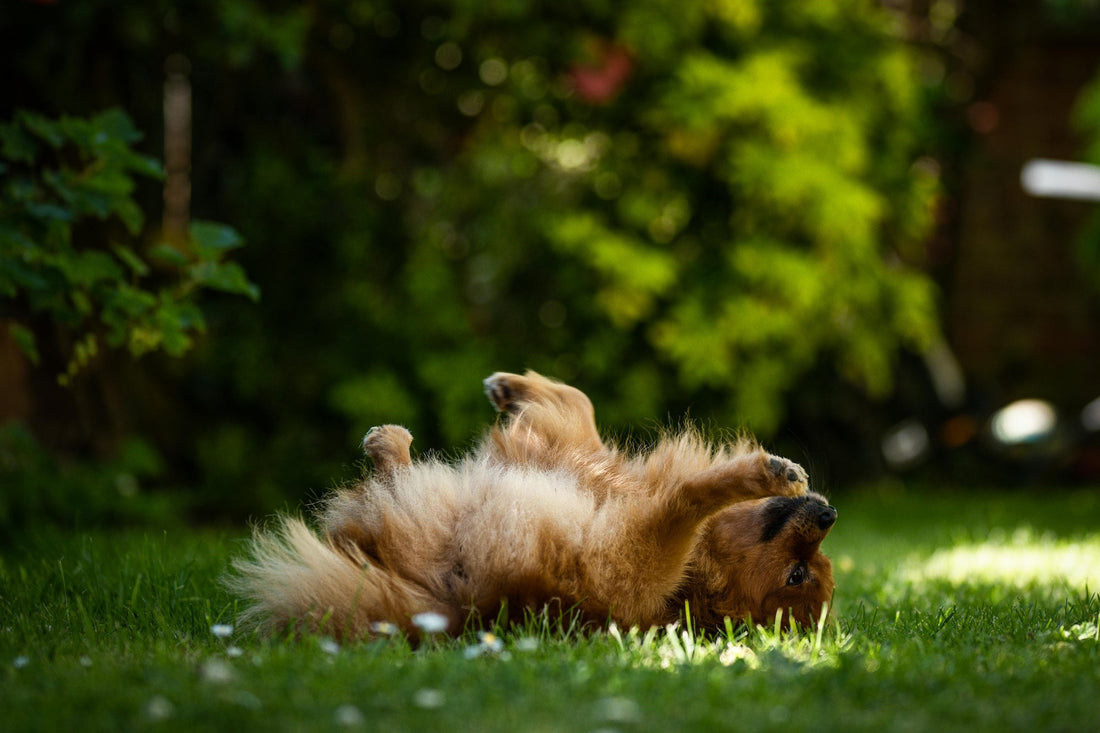 A dog lying on grass 